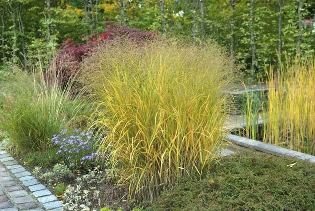 Ruten-Hirse, Rutenhirse (Panicum virgatum Strictum , Panicum virgatum Strictum), Sorte Strictum, Deutschland Old switch panic grass (Panicum virgatum Strictum , Panicum virgatum Strictum), cultivar Strictum, Germany BLWS374438