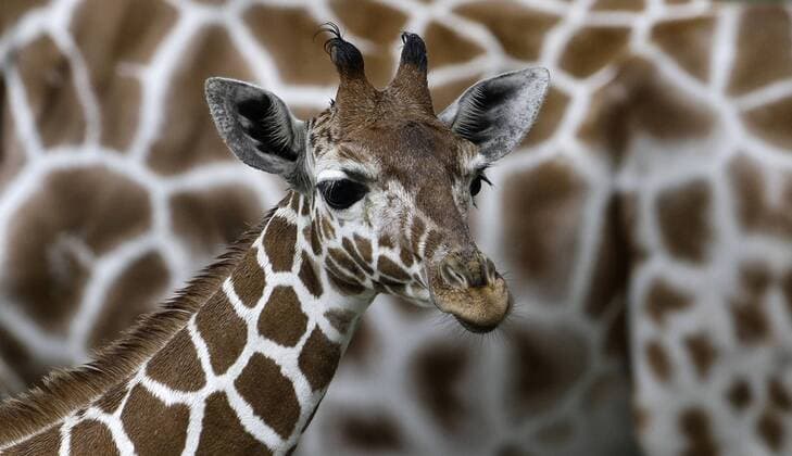 Baby giraffe (Giraffa camelopardalis) portrait, close-up  REF00014