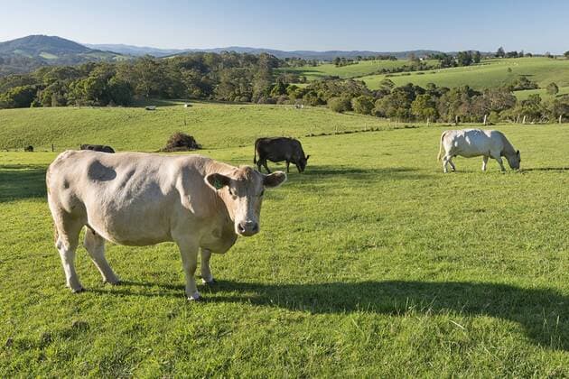 Australia, New South Wales, Dorrigo, grazing cattles on a meadow  SH001305