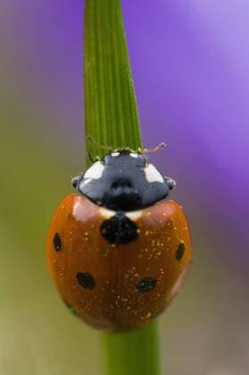 Germany, Baden Württemberg, Ladybird (Coccinela septumpunctata) on blade of grass, close-up  SMF00486