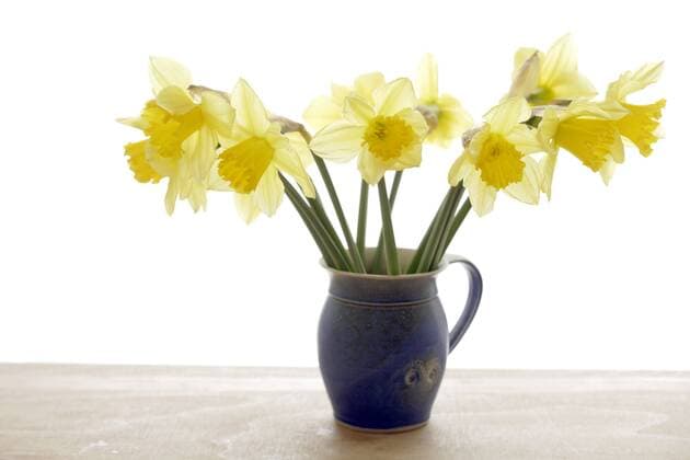 Vase with daffodils, (Narcissus pseudonarcissus), close up  TCF00722