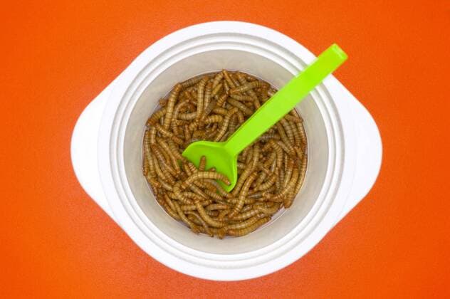 Mealworms in plastic plate, close-up  THF00533