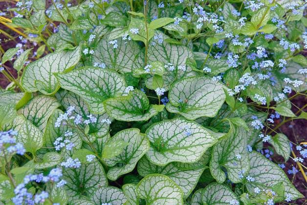 Silberblaettriges Vergissmeinnicht, Grossblaettriges Kaukasus-Vergissmeinnicht, Grossblaettriges Kaukasusvergissmeinnicht (Brunnera macrophylla Jack Frost , Brunnera macrophylla Jack Frost), Sorte Jack Frost, bluehend heartleaf brunnera, Siberian bugloss (Brunnera macrophylla Jack Frost , Brunnera macrophylla Jack Frost), blooming BLWS303223