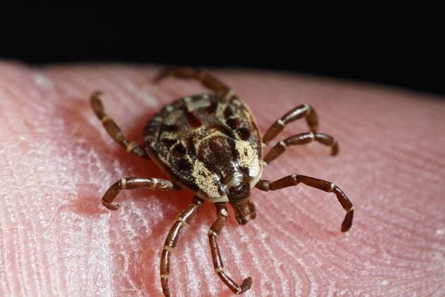 Costa Rica, tropical tick on skin  SIEF001147
