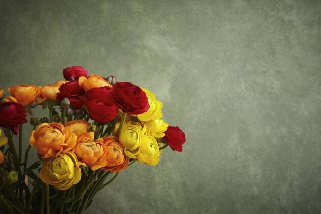 Hamburg, Close up of ranunculus  TLF000543