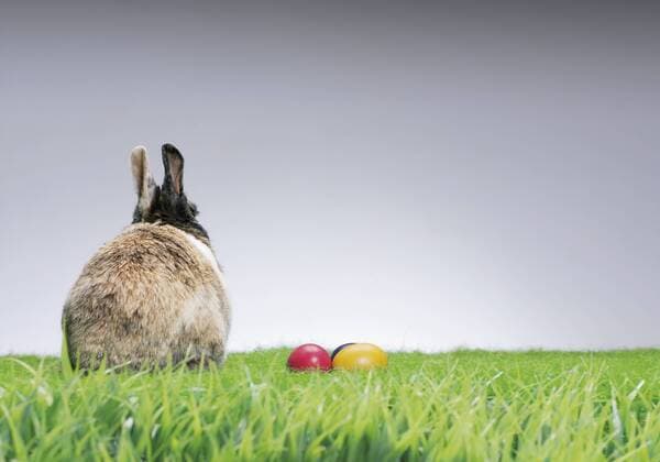 Easter bunny sitting in grass with eggs property released  WBF000626