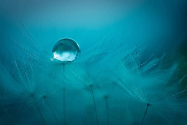 Germany, Baden-Wuerttemberg, Dandelion with water drop at dusk  BSTF000004