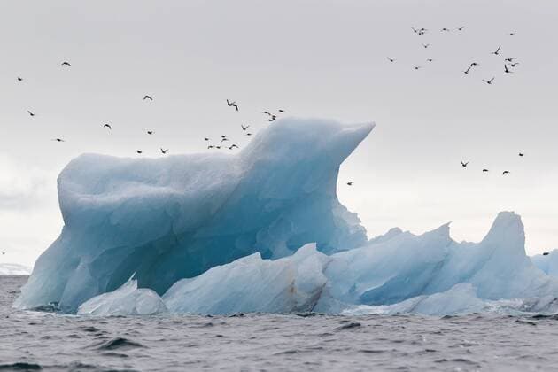 Europe, Norway, Spitsbergen, Svalbard, View of auks flying with iceberg in sea  FOF003731
