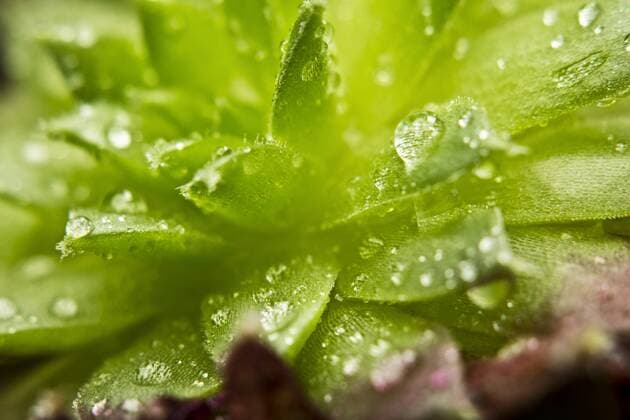 Close up of dewdrops on green succulent plants  MAEF005167