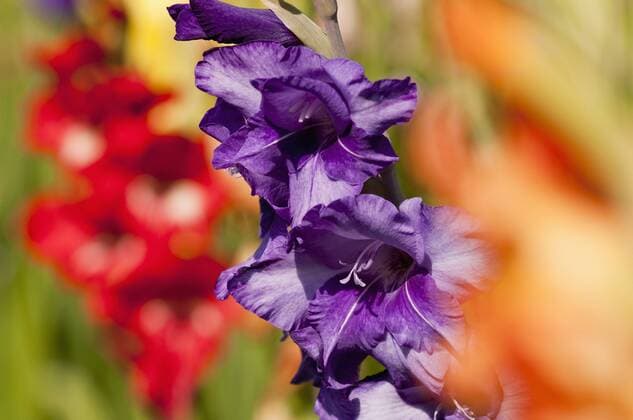 Germany, Close up of Gladiolus  UMF000472