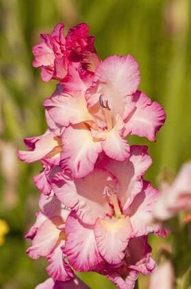 Germany, Bavaria, Close up of Gladiolus  UMF000473