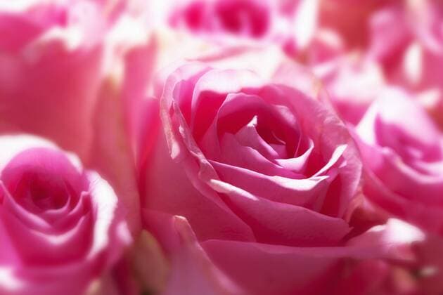 IMAGO Creative, Lifestyle, Barbiecore Pink roses, close-up  CSF021116