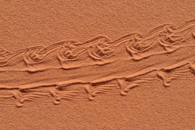 Algeria, Tassili n Ajjer, Sahara, fresh track of a North African spiny-tailed lizard, Uromastix acanthinurus  ESF001012