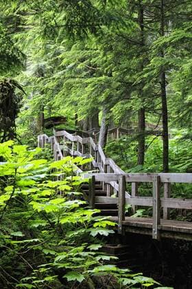Canada, British Columbia, Mount Revelstoke National Park, Giant Cedars Boardwalk Trail  FOF005675