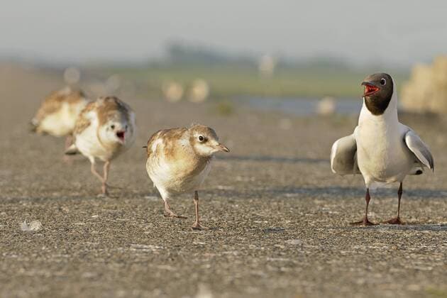 Germany, Schleswig-Holstein, Black-headed gulls, Chroicocephalus ridibundus, Adult and young animals  HACF000107
