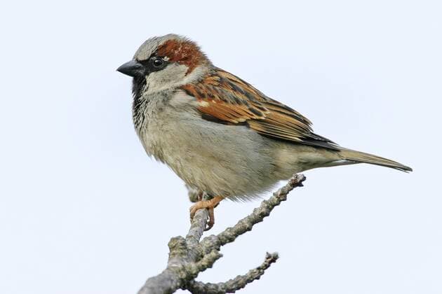 Haussperling, Haus-Sperling, Hausspatz, Haus-Spatz (Passer domesticus), Maennchen, Europa house sparrow (Passer domesticus), male, Europe BLWS178430