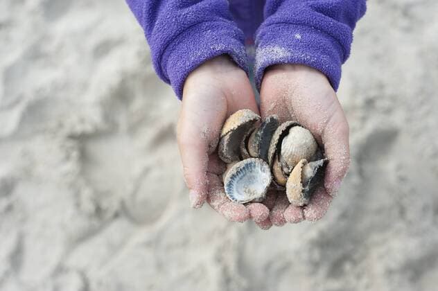 Denmark, Jutland, Vejers, hands with mussels model released  JBF000091