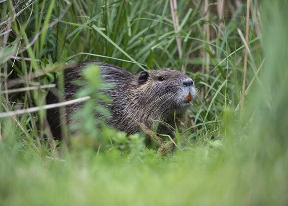 France, Provence Alpes Cote d Azur, Camargue, Eurasian beaver, Castor fiber, eating grass  JBF000121