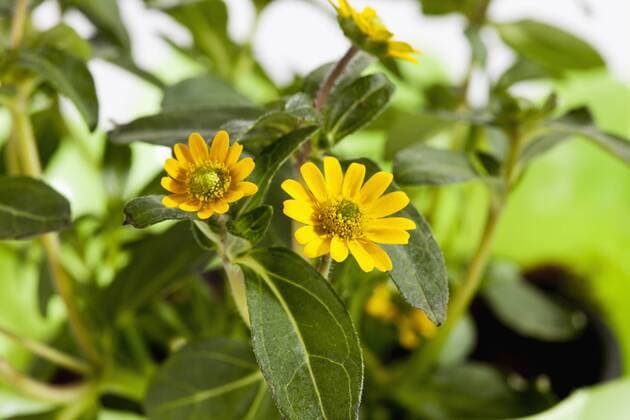 Sanvitalia procumbens flowers, close up  CSF019191