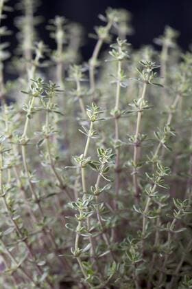 Lemon thyme, close up  CSF019668