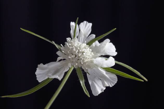 Scabiosa flowers against black background, close up  CSF019790