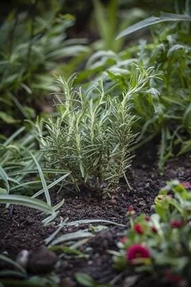 Germany, Baden-Wuerttemberg, Rosemary, Rosmarinus officinalis, in garden  SBDF000853
