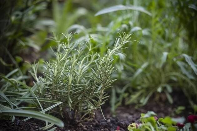 Germany, Baden-Wuerttemberg, Rosemary, Rosmarinus officinalis, in garden  SBDF000854