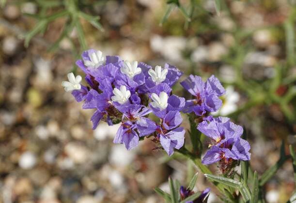 Turkey, Wavyleaf sea-lavender flowers, close up  SIEF004219