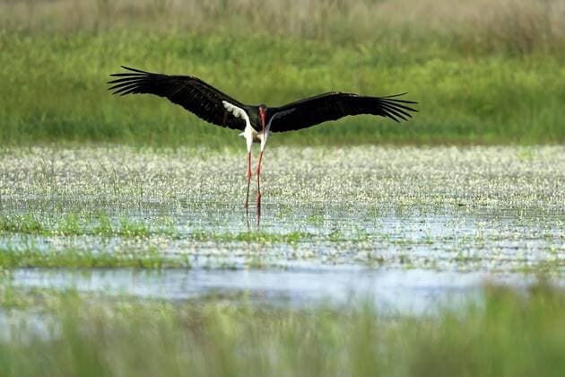 Schwarzstorch, Schwarz-Storch (Ciconia nigra), landet in einem Sumpf, Griechenland, Lesbos black stork (Ciconia nigra), landing in a swamp, Greece, Lesbos BLWS227817