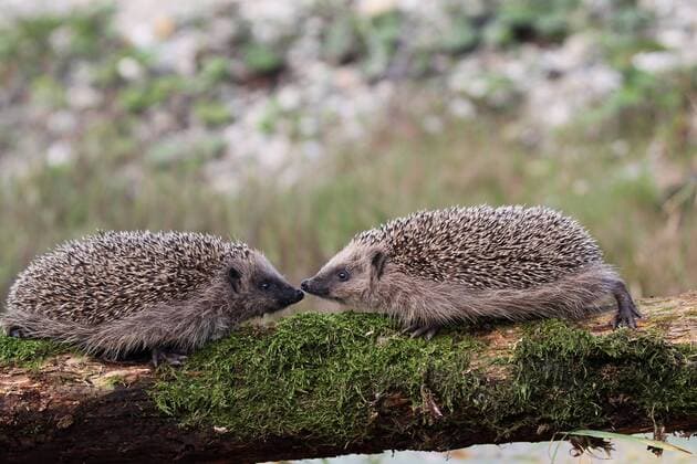  Igel (Erinaceus europaeus), Jungtiere, 7-8 Wochen, Allgäu, Bayern, Deutschland, Europa ibxdeh03989802.jpg