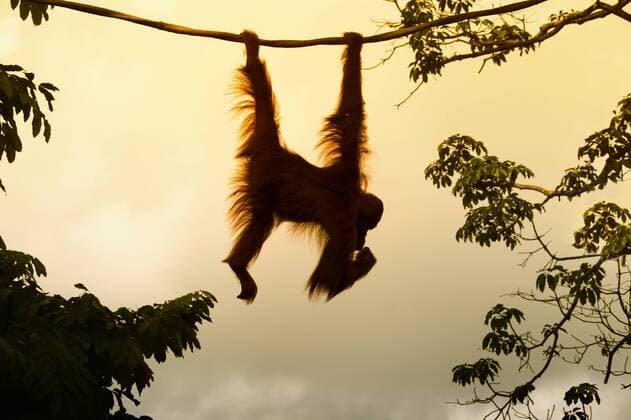  Borneo-Orang-Utan (Pongo pygmaeus) hängt an einem Seil, Singapur, Asien ibxgab03990632.jpg