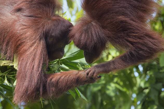 Borneo-Orang-Utan (Pongo pygmaeus), Paar, Singapur, Asien ibxgab03990634.jpg