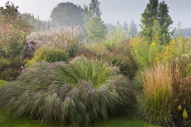 Marchants Sussex early autumn fall borders perennials ornamental grasses September mist misty morning garden plant combination Panicum virgatum Rotstrahlbusch Overdam 5028_13_gbord_396