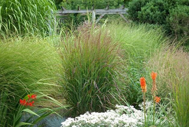 Rotbraune Ruten-Hirse, Rotbraune Rutenhirse (Panicum virgatum Rotstrahlbusch , Panicum virgatum Rotstrahlbusch), Sorte Rotstrahlbusch Old switch panic grass (Panicum virgatum Rotstrahlbusch , Panicum virgatum Rotstrahlbusch), cultivar Rotstrahlbusch BLWS304645