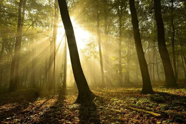 Sonnenstrahlen im Morgennebel im Laubwald, bei Freyburg Unstrut, Sachsen-Anhalt, Deutschland, Europa iblavi03992656.jpg