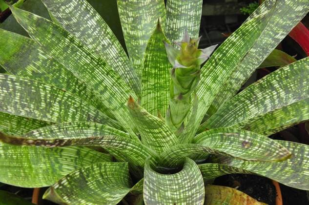 IMAGO Nature: Unsere Erde, Pflanzen, Gestreifte Pflanzen A Vriesea (Vriesia fenestralis), pattterned leaves with a growing flower spike. Origin: Brazil 961_13_cly03983