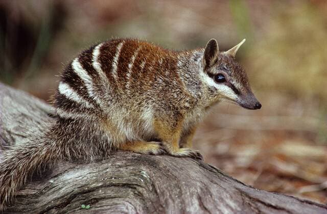 IMAGO Nature: Unsere Erde, Tiere, Gestreifte Tierarten Numbat (Myrmecobius fasciatus) Wandoo Forest, Western Australia 961_13_jcs00045
