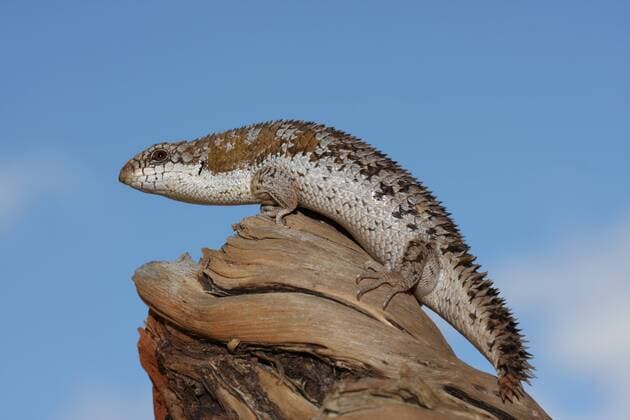 Mount Magnet, Western Australia Pygmy spiny-tailed skink (Egernia depressa), Mount Magnet, Western Australia 961_13_rml00047