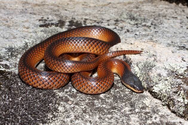 Wellington Dam, Western Austraila Mallee black-backed snake (Suta nigriceps), althought not deadly, a bite can be very painful. Wellington Dam, Western Austraila 961_13_rml00133
