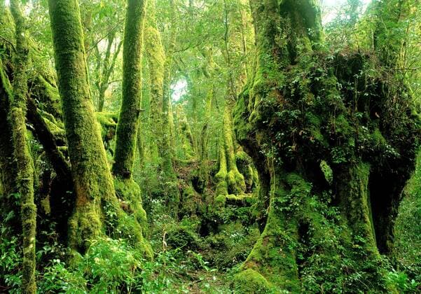 Antarctic beech trees (Nothofagus moorei) in temperate high altitude rainforest on the QLD NSW border , Lamington National Park (World Heritage Area), Queensland, Australia 961_13_vek00002