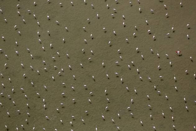 Camargue, Flamingoschwärme über dem Niedrigwasser der Camargue, Flamingos (Phoenicopteridae), Rosaflamingo (Phoenicopterus roseus), Saintes-Maries-de-la-Mer, France, Provence-Alpes-Cote d Azur, Frankreich !ACHTUNGxMINDESTHONORARx60xEURO!