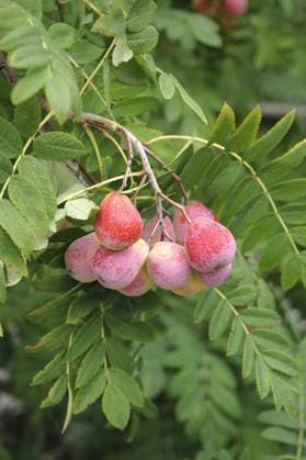 Speierling (Sorbus domestica Sossenheimer Riesen , Sorbus domestica Sossenheimer Riesen), Sorte Sossenheimer Riesen, Fruechte am Zweig Service-tree, Service Tree; (Sorbus domestica Sossenheimer Riesen , Sorbus domestica Sossenheimer Riesen), cultivar Sossenheimer Riesen BLWS338616