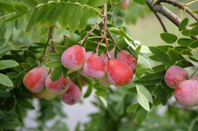 Speierling (Sorbus domestica Sossenheimer Riesen , Sorbus domestica Sossenheimer Riesen), Sorte Sossenheimer Riesen, Fruechte am Zweig Service-tree, Service Tree; (Sorbus domestica Sossenheimer Riesen , Sorbus domestica Sossenheimer Riesen), cultivar Sossenheimer Riesen BLWS338617