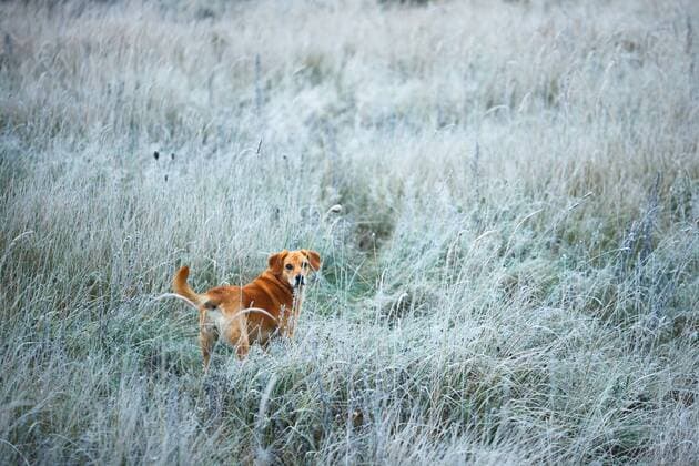 Hund Reisen Lettland