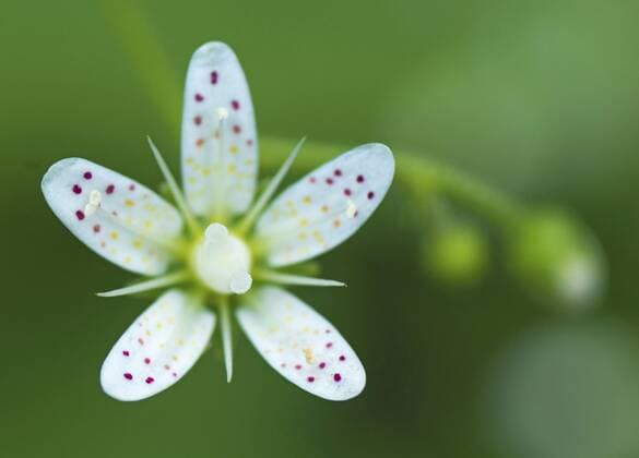 IMAGO Nature: Unsere Erde: Pflanzenwelt: Gepunktete Pflanzen Rundblaettriger Steinbrech, Rundblatt-Steinbrech, Rundblattsteinbrech (Saxifraga rotundifolia), Bluete in Nahaufnahme, Deutschland, Bayern, Oberbayern, Ammergebirge Round-leaved saxifrage, Round leaved saxifrage, Roundleaved Saxifrage (Saxifraga rotundifolia), flower, Germany, Bavaria, Oberbayern, Upper Bavaria, Ammergebirge BLWS376130