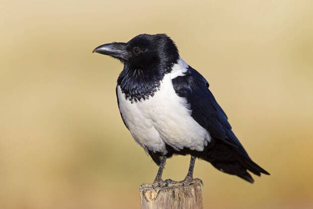 Schildrabe, Schild-Rabe (Corvus albus), sitzt auf einem Holzpfosten, Namibia, Namib Naukluft Nationalpark, Hardap, Sesriem pied crow (Corvus albus), sitting on a wooden post, Namibia, Namib Naukluft National Park, Hardap, Sesriem BLWS326081