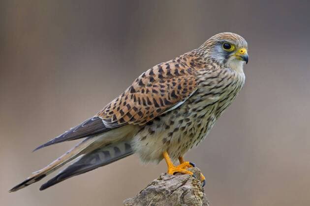 Turmfalke, Turm-Falke (Falco tinnunculus), sitzt auf einer Sitzwarte, Deutschland, Rheinland-Pfalz common kestrel (Falco tinnunculus), sitting on a lookout, Germany, Rhineland-Palatinate BLWS339582