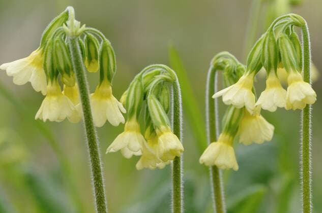 Hohe Schluesselblume, Hohe Primel, Schluesselbluemchen, Himmelschluessel, Wald-Schluesselblume, Waldschluesselblume (Primula elatior), bluehend, Deutschland True oxlip (Primula elatior), blooming, Germany BLWS315211