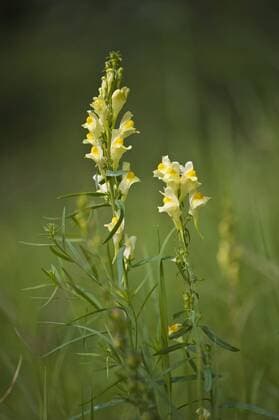 Gemeines Leinkraut, Gewoehnliches Leinkraut, Kleines Loewenmaul (Linaria vulgaris), Bluetenstand, Deutschland common toadflax, yellow toadflax, ramsted, butter and eggs (Linaria vulgaris), inflorescence, Germany BLWS332400
