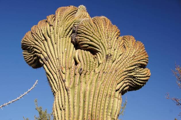 Organ Pipe Cactus NM, Arizona, USA Uwe Gernhoefer Uwe Gernhoefer